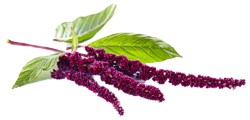 amaranth