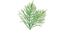 zinnkraut